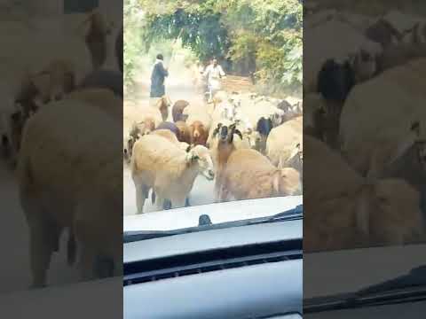 Natural machine of wool | Desi Agro