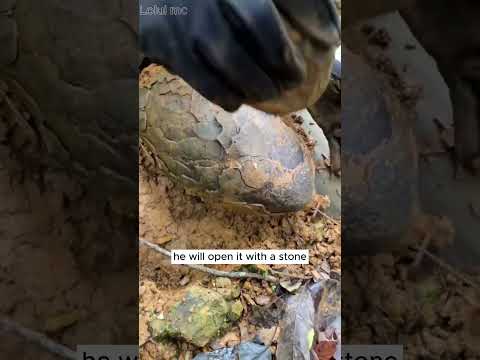 Fossilized dragon egg #crystals  #gemstone  #hunting  #fossil  #shorts