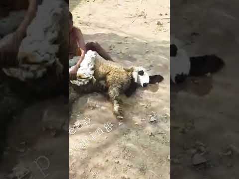 #sheep #wool #grooming #farm #indian #desi #uk #love #fyp #uk #punjab #village #pakistan