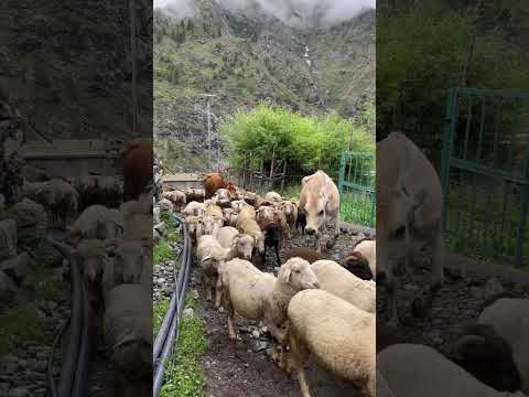 Himalayan Desi oon come from these sheep’s. Himalayan wool is very soft because of higher mountain