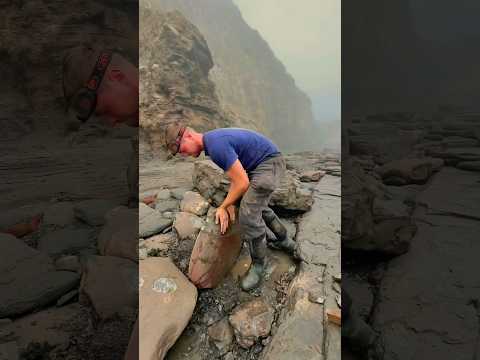 HUGE Fossil Excavated 🫣