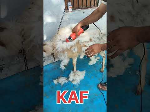 ऊन काटने का देसी ओर वैज्ञानिक तरीका एक साथ ll Wool Shearing 👍#sheep #wool #hair